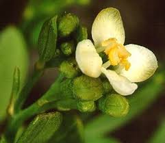 Image result for Montinia