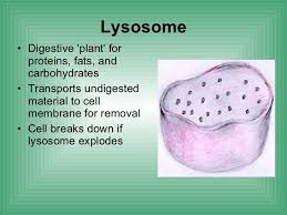 Perhaps the most obvious difference is the presence. Lysosome On Twitter Quick Facts About Lysosome Lysosomevote2016