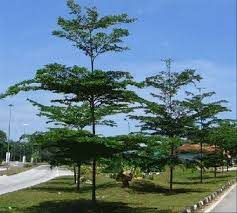 Kombinasi ini akan sangat unik dan menarik. 9 Jenis Pohon Peneduh Terbaik Untuk Rumah Adem Dan Asri