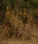 Image result for Kalanchoe lanceolata