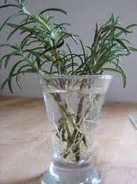 Rooting Rosemary In Water Herb Garden Garden Planting Flowers