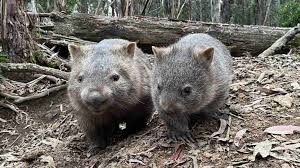 Image result for Common wombat