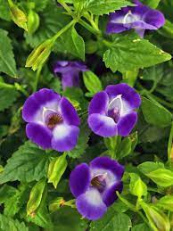 Annual Flowers For Shade Gardens Annual Flowers Annual Flowers For Shade Shade Annuals