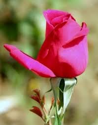 Maybe you would like to learn more about one of these? 15th Anniversary Flower And Meaning Anniversary Gifts By Year