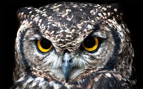 Arti mimpi menangkap burung secara umum merupakan pertanda baik. 15 Arti Mimpi Tentang Burung Hantu Menurut Primbon Jawa Islam Arti Mimpi