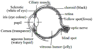 Eye height eye height is a measure of the vertical opening of an eye. Draw A Neat And Labelled Diagram Of Structure Of The Human Eye