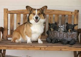 Finding a suitable breeder for corgi puppies can be a challenge that can become overwhelming at best. Royal Hearts Corgis About Us