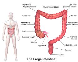 Cancer of the colon affects more than 100,000 americans each year. The Colon Ascending Transverse Descending Sigmoid Teachmeanatomy