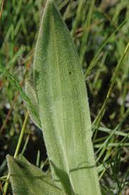 Image result for Hypoxis sp. A (as per FZ 12-3)