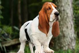 Image result for basset hound