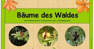 Wissenskartei Zu Bekannten Laub Und Nadelbaumen Die Nachste Zeit Werden Wir Uns Im Sachunterricht Mit Bekannten Laub Und Nadelb Schulideen Sachen Kartei