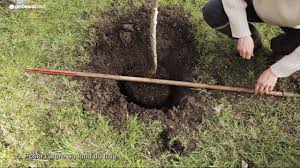 Planter Un Arbre Fruitier Preparer Le Trou De Plantation