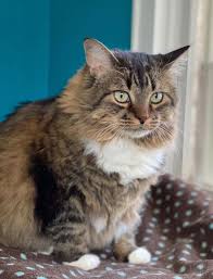 Die kater sind alle fest vergeben. Cat For Adoption Madison A Maine Coon Mix In Houston Tx Petfinder