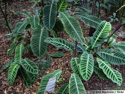 Pourquoi graisser et alourdir la surface des feuilles ? Calathea Zebre Plante Zebre Calathea Zebrina Planter Cultiver Multiplier