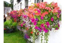 Perennial flowers add color to your nj garden. The Best Perennials To Plant In Window Boxes Ehow Com Window Box Flowers Window Boxes Best Perennials