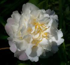Scentuous Flowers Camellia Flower Camellia