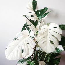 Sem Maturidade Para Lidar Com Tanta Beleza Monstera Deliciosa Variegata Por Stekdestadstuinwinkel Plants Cool Plants Indoor Plants