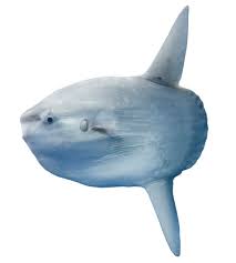 Sunfish direct offers a complete line of sunfish hardware, parts and supplies for the sunfish enthusiasts. Ocean Sunfish Unusual Fish Dk Find Out