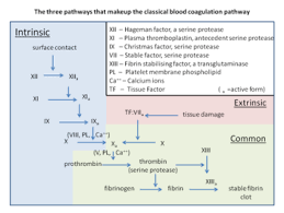 coagulation wikipedia