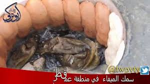 سمك الميفا في منطقة عمق طريق الساحل Youtube