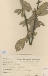 Image result for Aeollanthus engleri