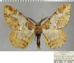 Image result for Putterlickia verrucosa