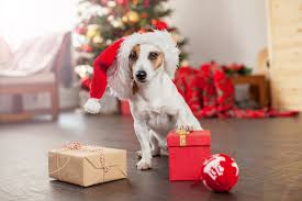 Directed by dan hewitt owens. 5 Best Christmas Gifts For Puppies Petland Texas