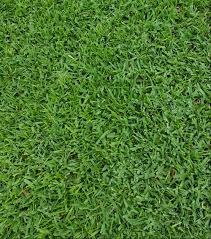 Sod is planted mature, establishes itself in 2 weeks, and is less prone to erosion. St Augustinegrass Yearly Maintenance Program Home Garden Information Center