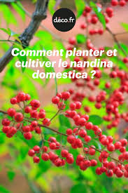 Comment Planter Et Cultiver Le Nandina Domestica Comment Planter Arbustes A Fleurs Bambou Sacre