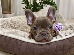 Pure bred french bulldog puppies available at 8 we. Adorable French Bulldog Puppies For Adoption In Queensland Home Facebook