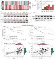 Tumor markers are substances made by cancer cells or by normal cells in response to cancer in the body. P4ha2 Contributes To Cervical Cancer Progression Via Inducing Epithelial Mesenchymal Transition