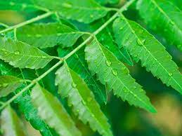 Daun gelenggang atau daun senna sangat dikenali sebagai daun herba yang sangat mujarab sekiranya ada bedak sejuk, campurkan dengan daun semambu atau daun neem yang dikisar mandian lemon ni mami gunakan untuk kurangkan suhu badan baby. Daun Semambu Neem Ikhtiar Untuk Sembuh Pesakit Covid 19