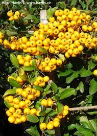 Image result for Pyracantha coccinea soleil d'or