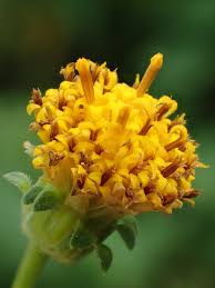 Image result for Bidens oligoflora