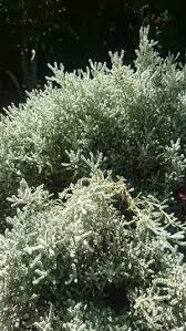 Image result for Aerva javanica