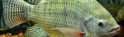 Nomor satu dan dua adalah jenis nila yang diklaim cara terbaik untuk mendapat jawaban ini adalah dengan bertanya kepada pembudidaya di kota anda. Morfologi Ikan Dinas Kelautan Dan Perikanan