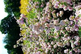 Image result for Deutzia hybrida Pink Pompon