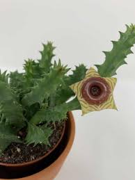 Yet tim gunn would be proud, stapelia makes it work. Top 7 Of 2019 Strange Plant Facts You Didn T Know A Natural Curiosity