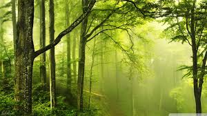 Forest Green Wallpaper 69 Pictures