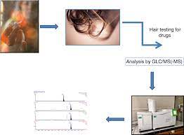 Hair Analysis In Forensic Toxicology Kintz 2019 Wires Forensic Science Wiley Online Library