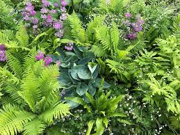 Or plant it in a shade garden where it can't take over. Choosing Plants For Shade Gardening Todd Haiman Landscape Design
