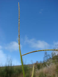 Image result for Paspalum conjugatum