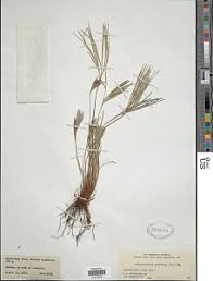 Image result for Actiniopteris semiflabellata