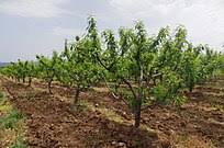 In high density sweet cherry orchards the crop canopy is fragmented, arranged in linear lanes. Orchard Wikipedia