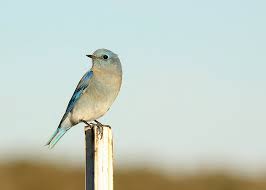 Apr 09, 2021 · bluebirds like to perch up high to look for insects to feed on. Species Spotlight Bluebirds Oregon Natural Desert Association