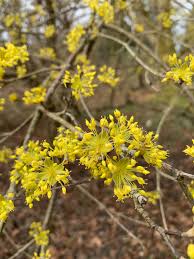 Image result for Oldfieldia macrocarpa