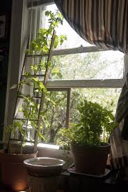 Love The Ladder Idea For Climbing Plants I Could Somehow Incorporate This Into The Bedroom Wall Climbing Plants Climbing Plants Indoor Plants