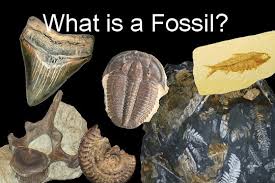 Fossilguy Com Peace River Fossil Identification