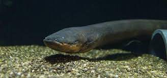 A New Species Of Electric Eel Produces The Highest Voltage Discharge Of Any Known Animal Eurekalert Science News