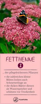Fetthenne Platz 1 Der Pflegeleichtesten Pflanzen Die Fetthenne Ist Eine Sehr Pflegeleichte Pflanze Die Ihr Dank I Pflegeleichte Pflanzen Fetthenne Pflanzen